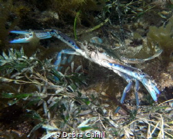 Blue Swimming Crab Pt Hughes Jetty South Australia by Debra Cahill 
